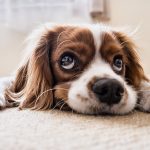 犬の癌が治ることを信じて！まずは食事療法から